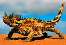 Thorny Lizard Dreaming - 40 x 30 cm